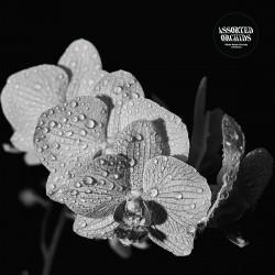 Assorted Orchids - Assorted Orchids (Ltd White Vinyl)